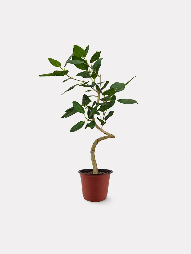 Ficus Audrey, Curved Stem (L)