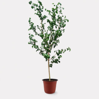 Ficus Benjamina Barok (XL) - Nursery Pot, X - Large