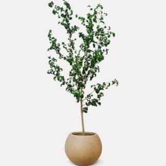Ficus Benjamina Barok (XL) - Copper Round H37, X - Large