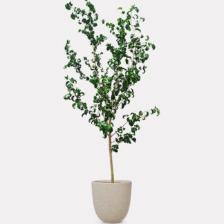 Ficus Benjamina Barok (XL) - Speckle Beck U D32, X - Large