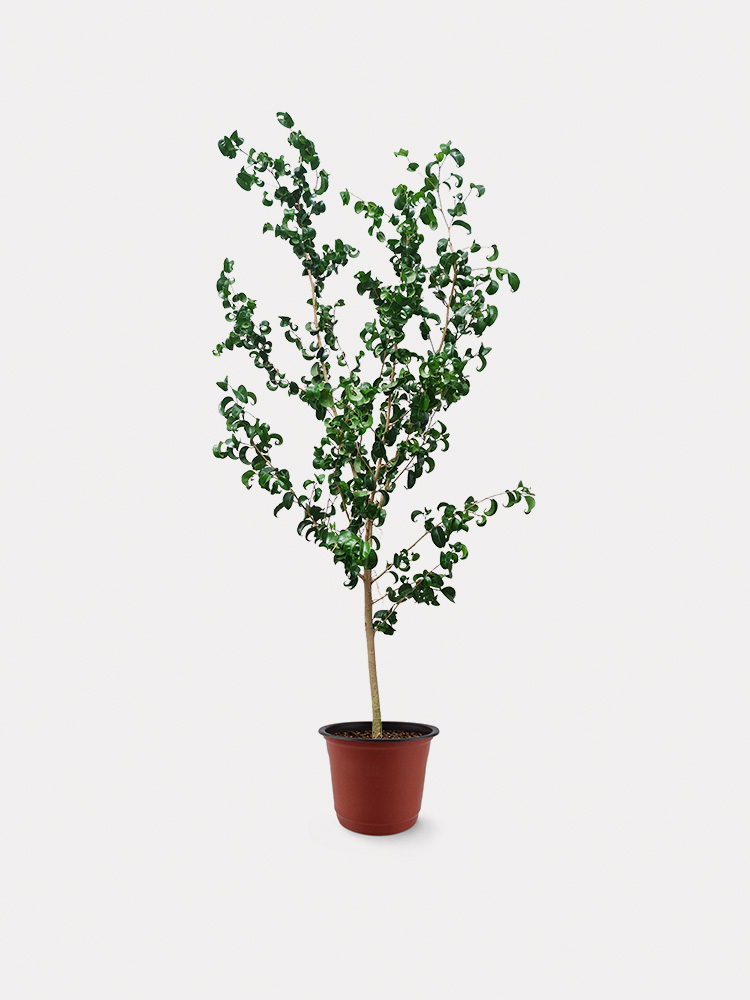 Ficus Benjamina Barok (XL)