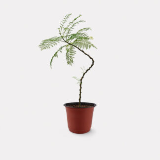 Jacaranda Mimosifolia (S) - Nursery Pot