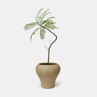 Jacaranda Mimosifolia (S) - Ohana II