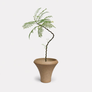Jacaranda Mimosifolia (S) - Yuui