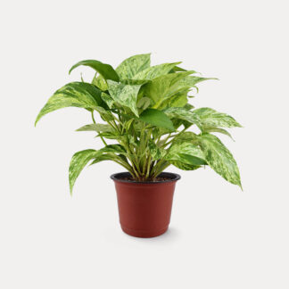 Marble Queen Pothos (S)