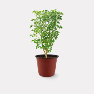 Variegated Ming Aralia (S) - Nursery Pot