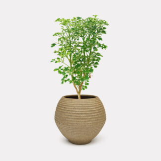 Variegated Ming Aralia (S) - Koji