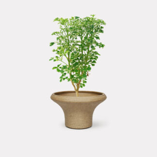 Variegated Ming Aralia (S) - Toyo