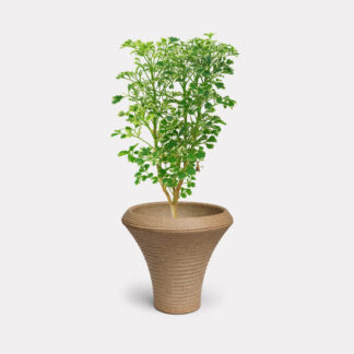 Variegated Ming Aralia (S) - Yuui