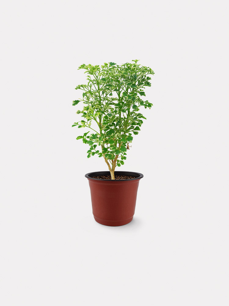 Variegated Ming Aralia (S)