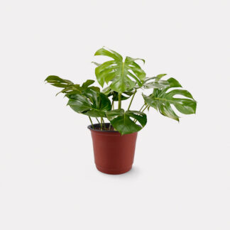Monstera Deliciosa (L) - Nursery Pot