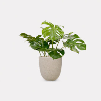 Monstera Deliciosa (L) - Speckle Beck U D25