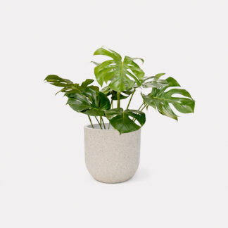 Monstera Deliciosa (L) - Zeno Beige D29