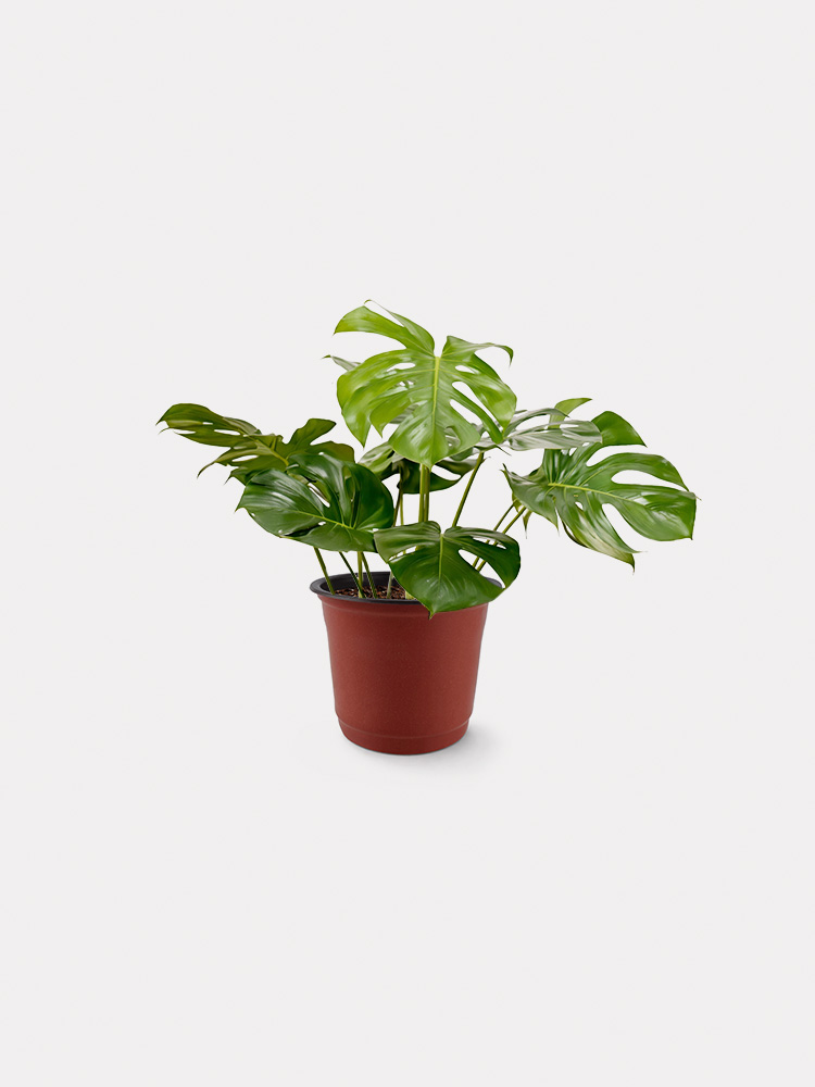 Monstera Deliciosa (L)