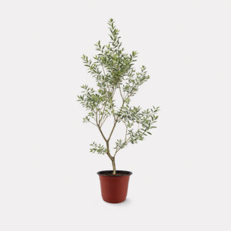 Olive Tree (L) - Nursery Pot