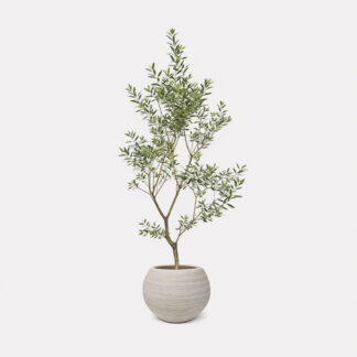 Olive Tree (L) - Sandy Round