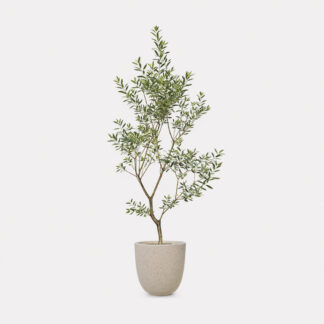 Olive Tree (L) - Speckle Beck U D25