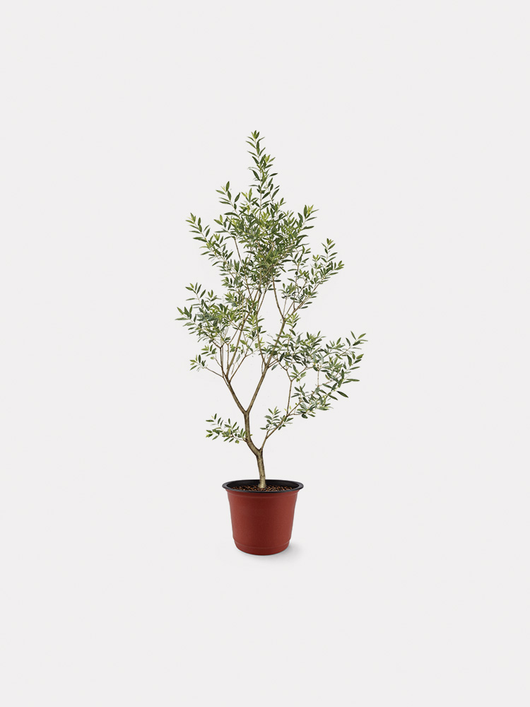 Olive Tree (L)