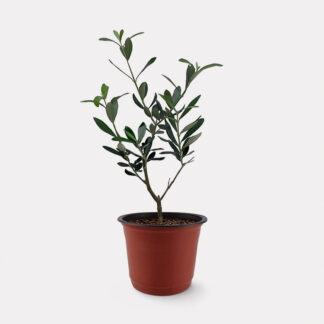 Olea Europaea, Olive Tree (S) - Nursery Pot