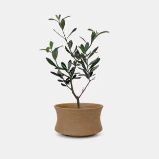 Olea Europaea, Olive Tree (S) - Kiro