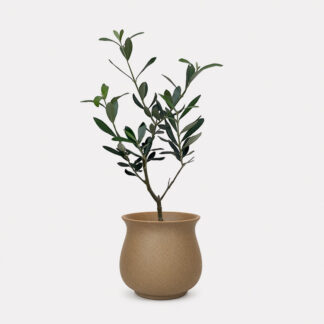 Olea Europaea, Olive Tree (S) - Nami