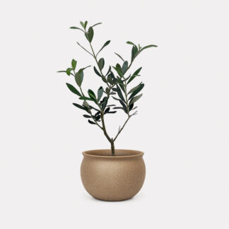 Olea Europaea, Olive Tree (S) - Sho