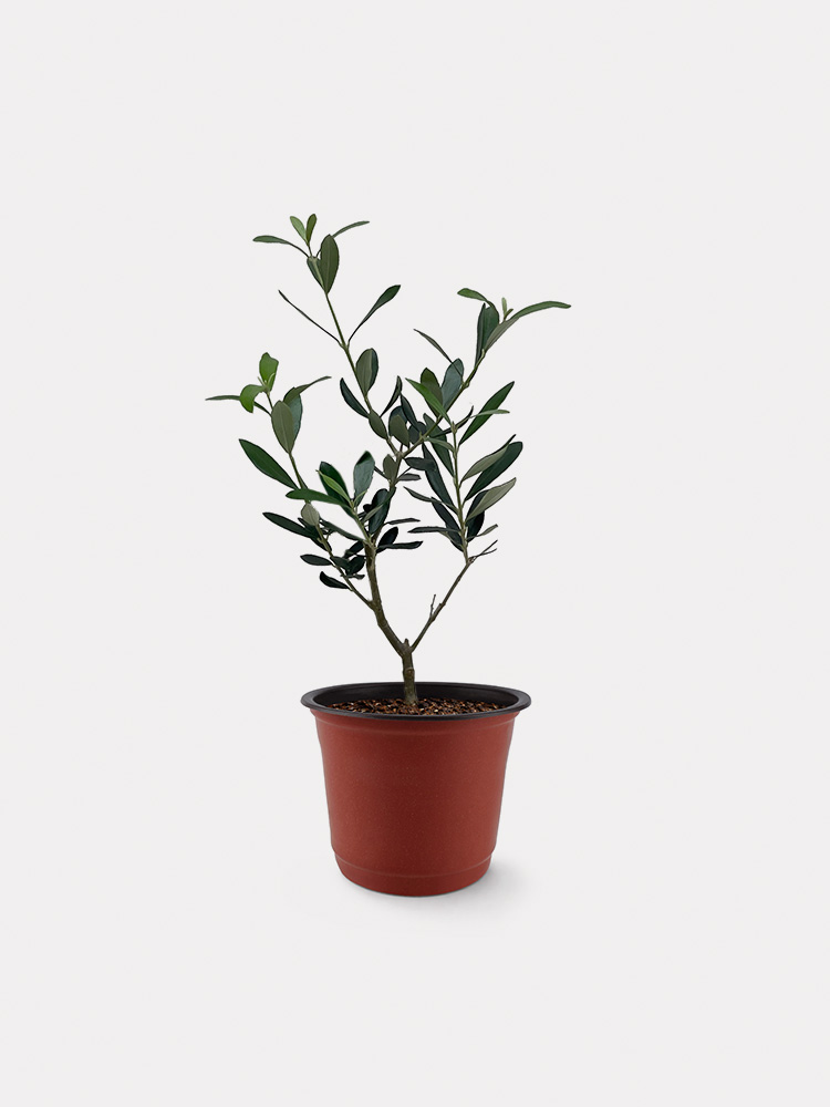 Olea Europaea, Olive Tree (S)