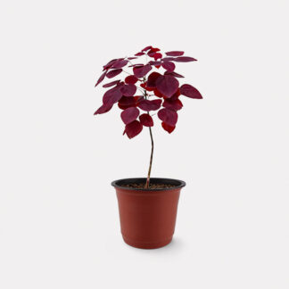Oxalis Hedysaroides (XS)