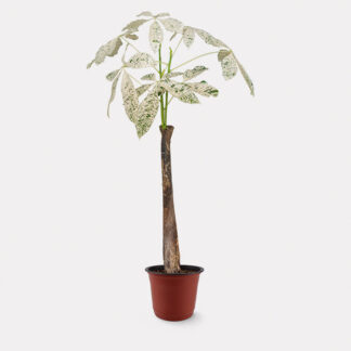 Pachira Milky Way (L) - Nursery Pot