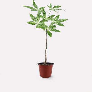 Pachira Milky Way (M) - Nursery Pot