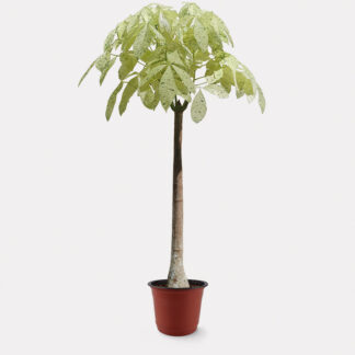 Pachira Milky Way (XL) - Nursery Pot, X - Large