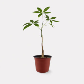 Pachira Aquatica (S) - Nursery Pot