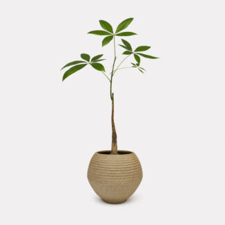 Pachira Aquatica (S) - Koji