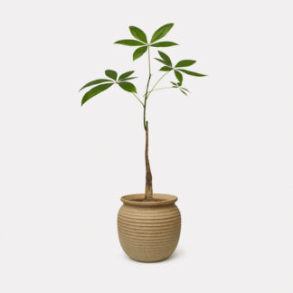 Pachira Aquatica (S) - Mitsu