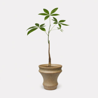 Pachira Aquatica (S) - Taiyou II