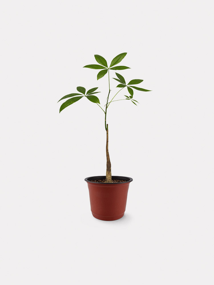 Pachira Aquatica (S)