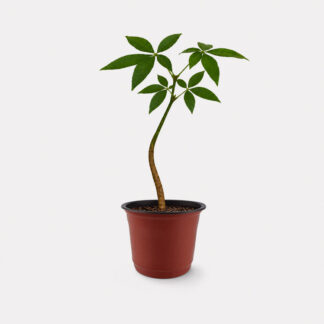 Pachira Aquatica (XS) - Nursery Pot