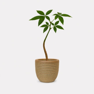 Pachira Aquatica (XS) - Jiro
