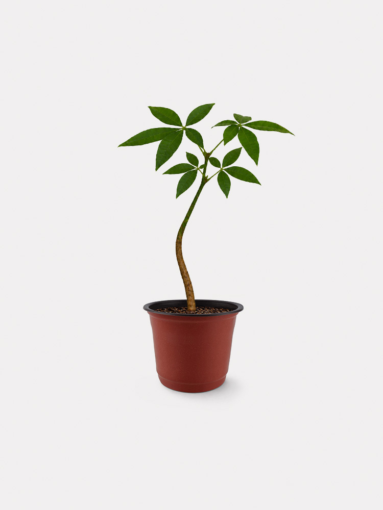 Pachira Aquatica (XS)