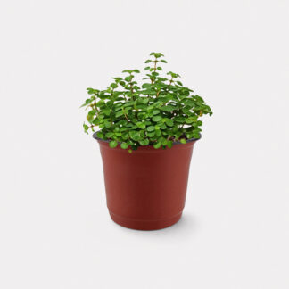 Pilea Glaucophylla (XS)