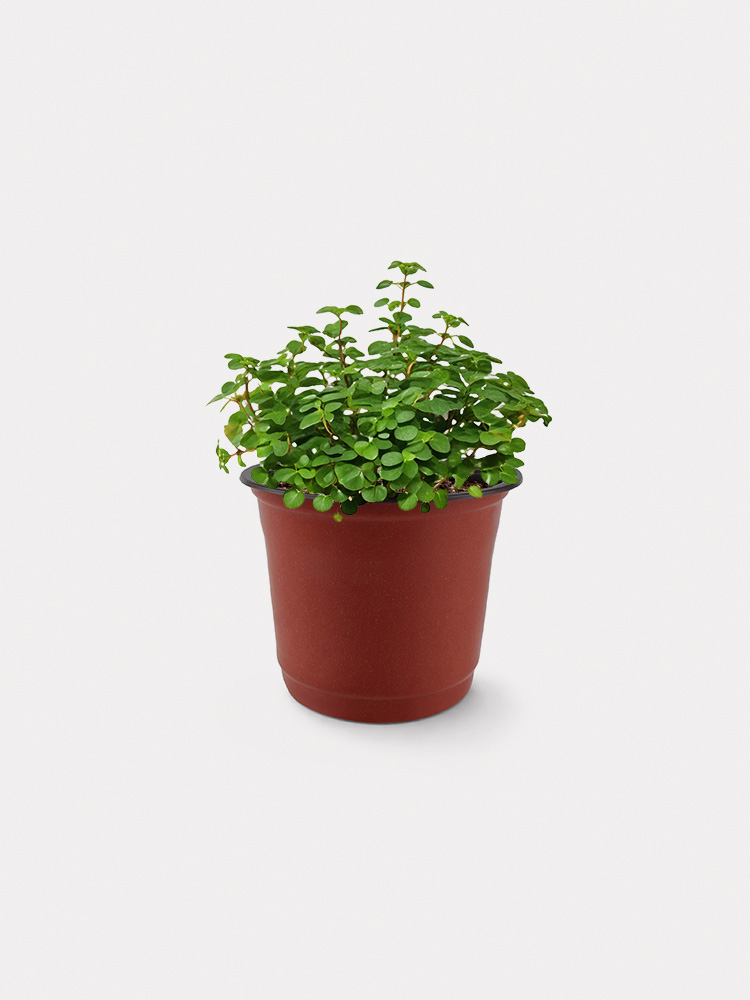 Pilea Glaucophylla (XS)