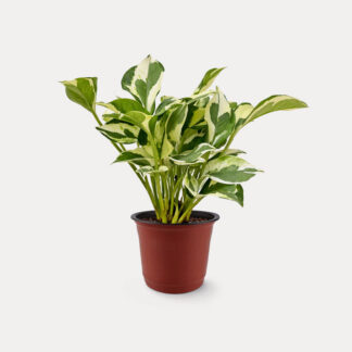 N'Joy Pothos (S)