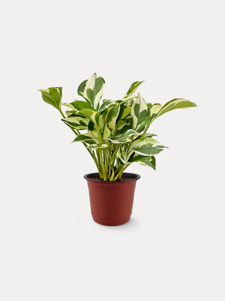 N’Joy Pothos (S)