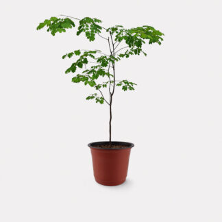 Rain Tree (M) - Nursery Pot