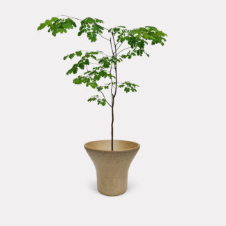 Rain Tree (M) - Ezo