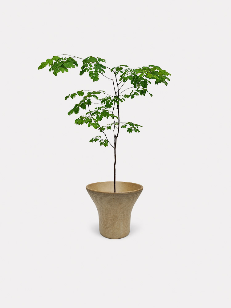 Rain Tree (M)
