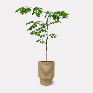 Rain Tree (M) - Ken