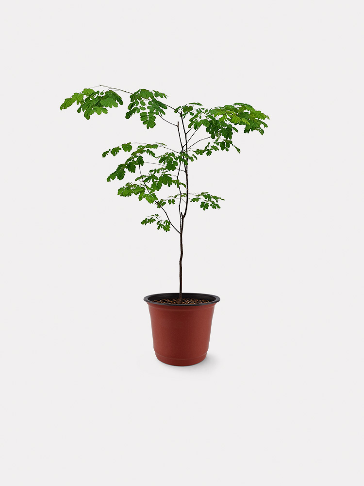 Rain Tree (M)
