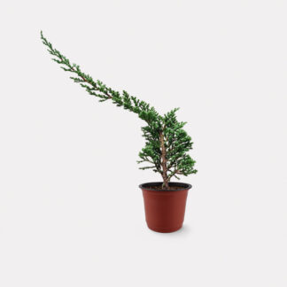 Sleeping Pine (S) - Nursery Pot