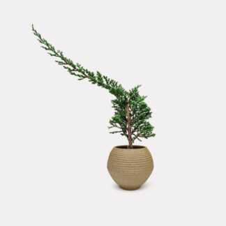 Sleeping Pine (S) - Koji